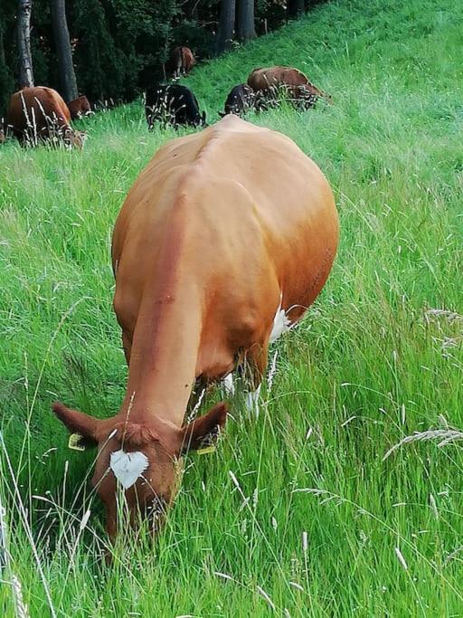 Ferienwohnung Fuer Naturfreunde Rathmannsdorf Exteriör bild